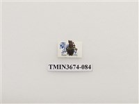 藏品(象鼻蟲(2))的圖片